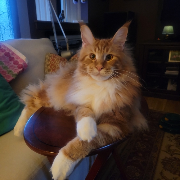 Meet your Posher, Isabella - Picture 11 of 11